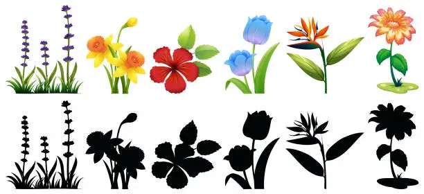 Vector illustration of Different types of flowers and silhouette