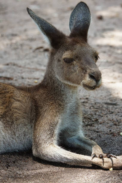 istock Western Grey Kangaroo, Macropus fuliginosus 937074398