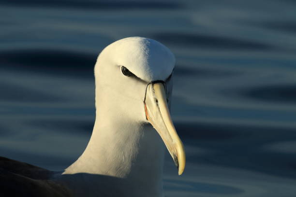 Salvin's Albatross at sea New Zealand Salvin's Albatross at sea New Zealand mollymawk photos stock pictures, royalty-free photos & images