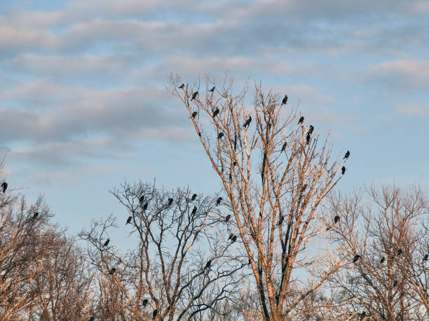 istock A group of cormorants snaps to trees on the river 937081558