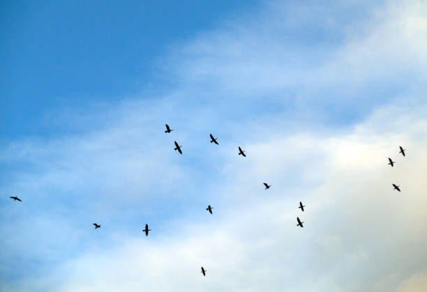 istock Cormorants in the sky 937081572
