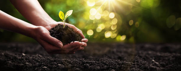 Plant in Hands. Ecology concept. Nature Background Close Up Plant in Female Hands. Care of the Environment. Ecology concept hands holding plant soil stock pictures, royalty-free photos & images