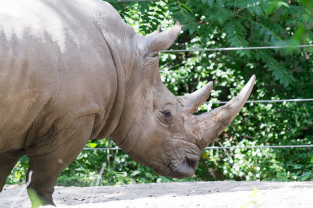 istock Southern white rhinoceros head 937082944