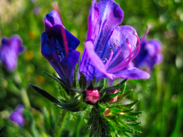 Vivid photo a beautiful an iberian violet flower. Scientific Latin name: Echium plantagineum. Commonly known as purple viper's-bugloss or Paterson's curse, is a species of Echium native to western and southern Europe.