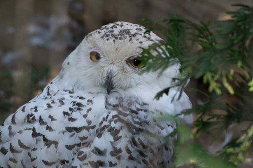 Snowy owl hunts both at day and night
