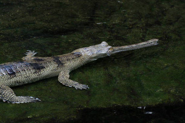 istock Slender-snouted crocodile in the water 937085676