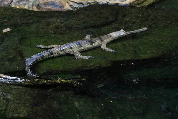 istock Slender-snouted crocodile in the water 937085698