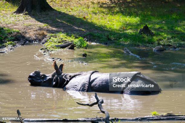 Indian Rhinoceros In The Water Stock Photo - Download Image Now - Animal,  Animals Charging, Animals In Captivity - iStock