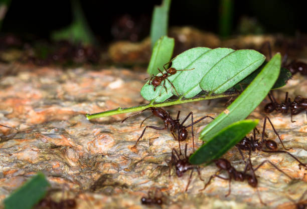 leafcutter ants up close in belize - central america flash imagens e fotografias de stock