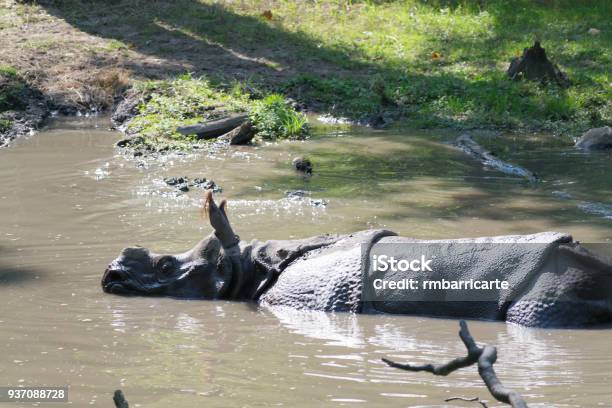 Indian Rhinoceros In The Water Stock Photo - Download Image Now - Animal,  Animals Charging, Animals In Captivity - iStock