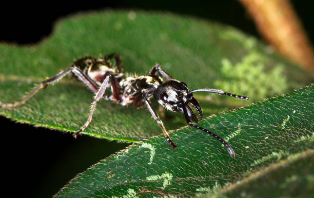 istock Bullet Ant Up Close in Belize 937088790