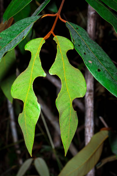 symmetrical jungle leaf in belize - central america flash imagens e fotografias de stock