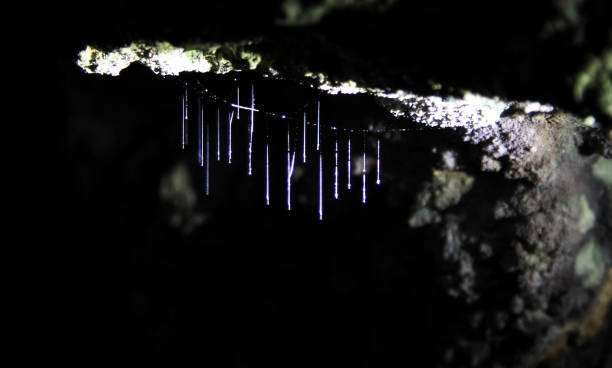 strands of silk from a glow worm in belize - central america flash imagens e fotografias de stock