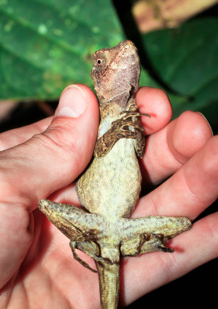istock Handling a Female Bighead Anole in Belize 937089246