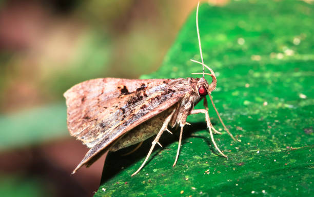 moth up close in belize - central america flash imagens e fotografias de stock