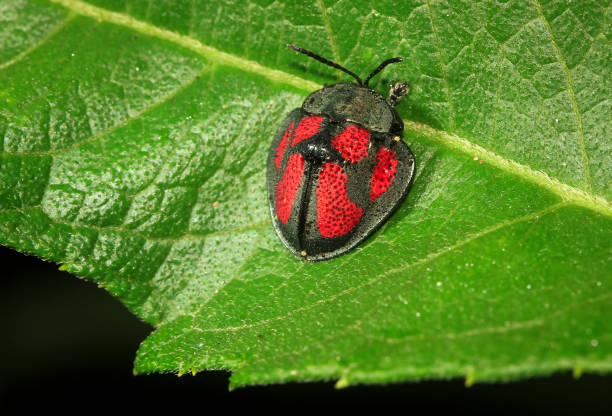 tortoise beetle in belize - central america flash imagens e fotografias de stock