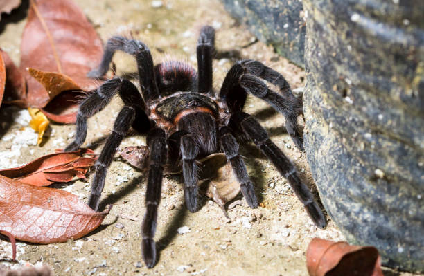 istock Mexican Red-rump Tarantula in Belize 937091512