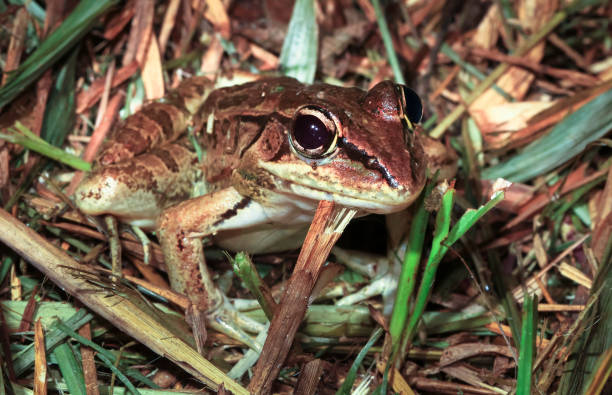 rio grande leopard frog in belize - central america flash imagens e fotografias de stock