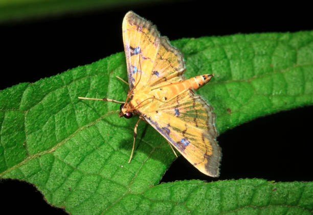 yellow moth up close in belize - central america flash imagens e fotografias de stock