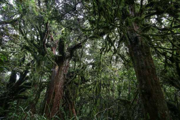 istock Goblin forest in Egmont/Taranaki National Park - Holy Hut trail 937091594