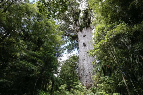The biggest Kauri tree in New Zealand - Tane Mahuta - 4th world's biggest tree.