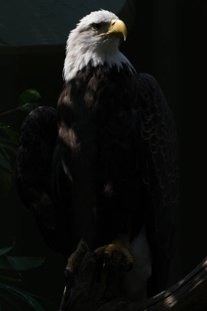 łysy orzeł spoczywający na drzewie - eagle animal bald eagle surveillance zdjęcia i obrazy z banku zdjęć
