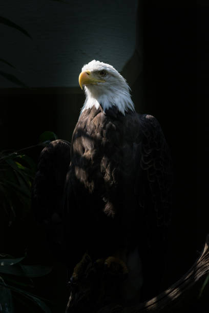 łysy orzeł spoczywający na drzewie - eagle animal bald eagle surveillance zdjęcia i obrazy z banku zdjęć