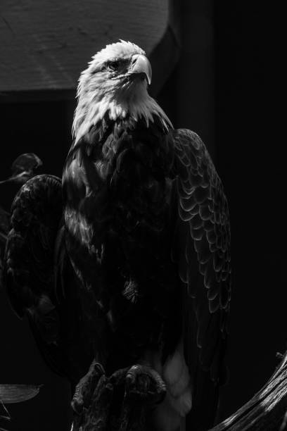 łysy orzeł spoczywający na drzewie - eagle animal bald eagle surveillance zdjęcia i obrazy z banku zdjęć