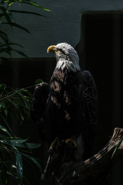 łysy orzeł spoczywający na drzewie - eagle animal bald eagle surveillance zdjęcia i obrazy z banku zdjęć