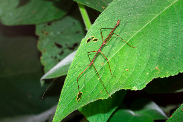 stick insect on a leaf in belize - central america flash imagens e fotografias de stock