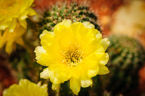 Yellow flower of Neoporteria Cactus. Green succulents
