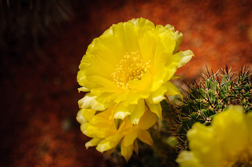 Yellow flowers of Neoporteria Cactus. Green succulents