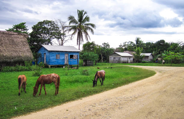 wioska wiejska w belize - thatched roof zdjęcia i obrazy z banku zdjęć