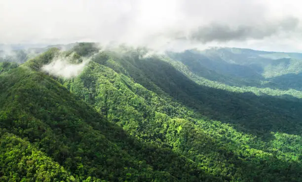 Pristine primary forest dominates the landscape in this aerial shot of the Cockscomb Basin, Belize.