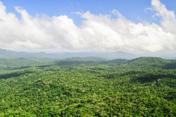 istock Aerial View of Endless Jungle in Belize 937092614