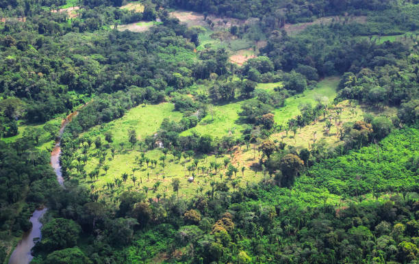 istock Remote Jungle Houses in Belize 937092684
