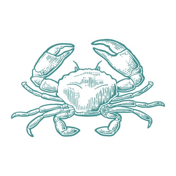 Crab isolated on white background. Crab isolated on white background. Vector vintage engraving illustration for menu, web and label. Hand drawn in a graphic style. crab stock illustrations