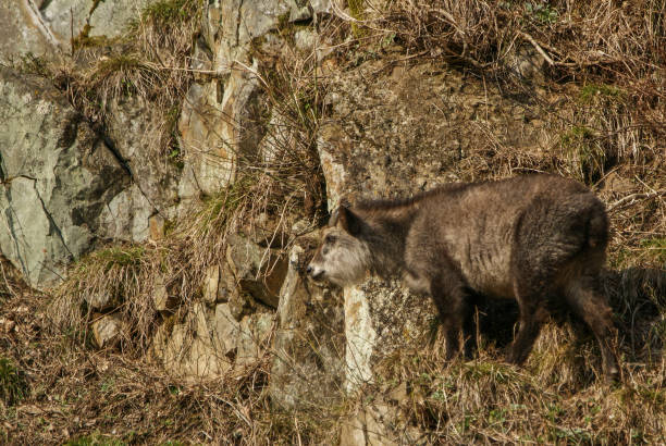 istock Japanese Serow on the Mountside in Yamanouchi Japan 937097120