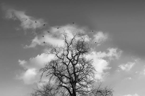 istock bare tree alone, birds flying away, tree and a cloud behind, loneliness 937099346