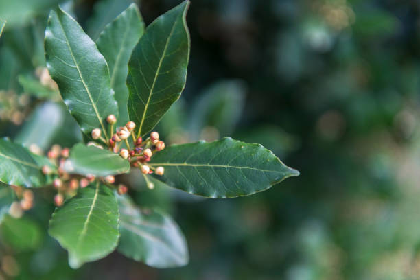 laurel de la bahía (nobilis de laurus, lauraceae) - nobilis fotografías e imágenes de stock