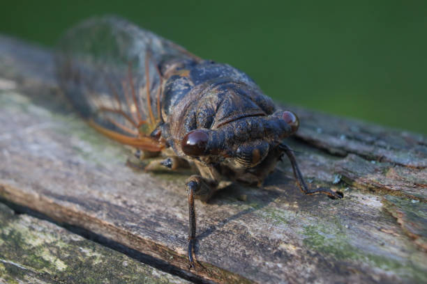 Secada Face 1,100+ Cicada Face Stock Photos, Pictures & Royalty-Free Images - iStock