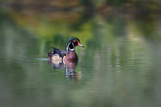 istock Wood Duck on foggy waters 937100616