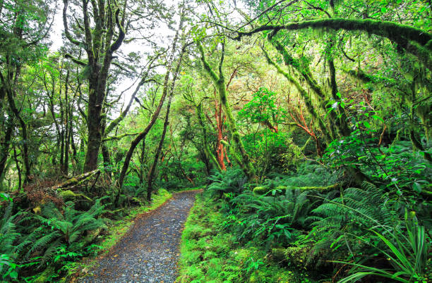 istock A Trail Leads Through Dense Temperate Rainforest in New Zealand 937103630