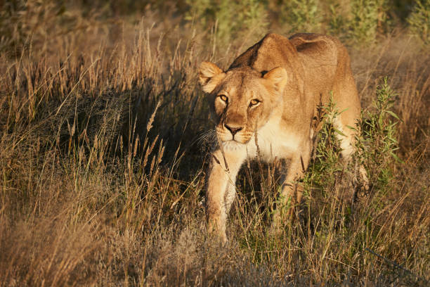 istock Leonessa in the African bush 937104026