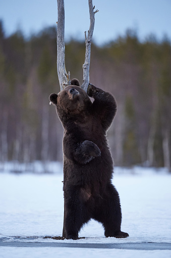 Big brown bear scratches his back with a dead tree