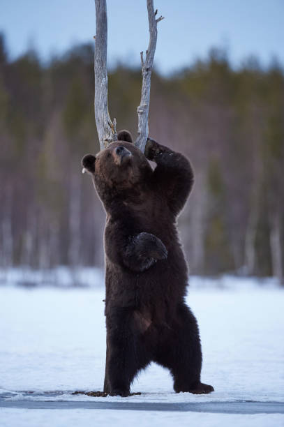 Brown Bear scratching stock photo