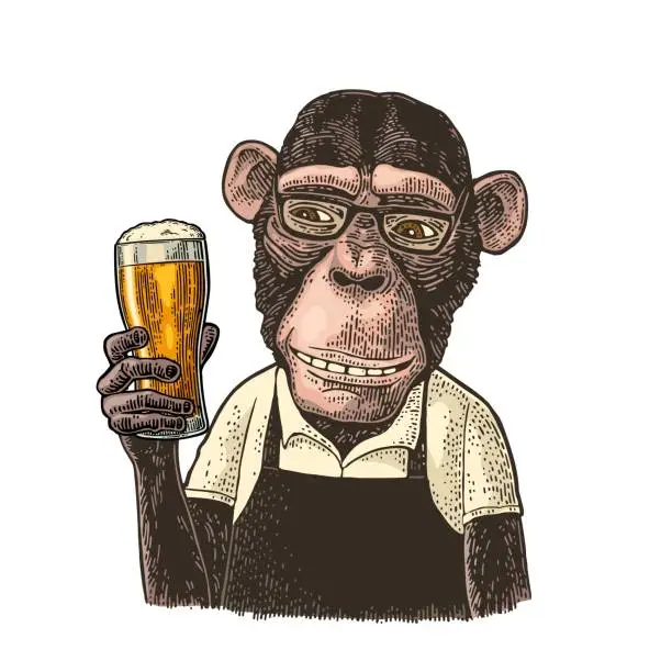 Vector illustration of Monkey dressed apron hold beer glass. Vintage color engraving