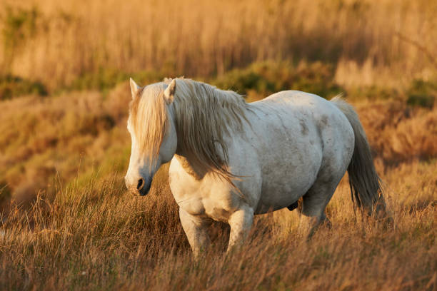 istock White horse of Camargue 937106844