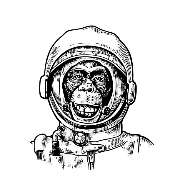 Monkey in astronaut helmet. Vintage black engraving Monkey in astronaut helmet smiles. Vintage black engraving illustration for poster, web. Isolated on white background. astronaut illustrations stock illustrations