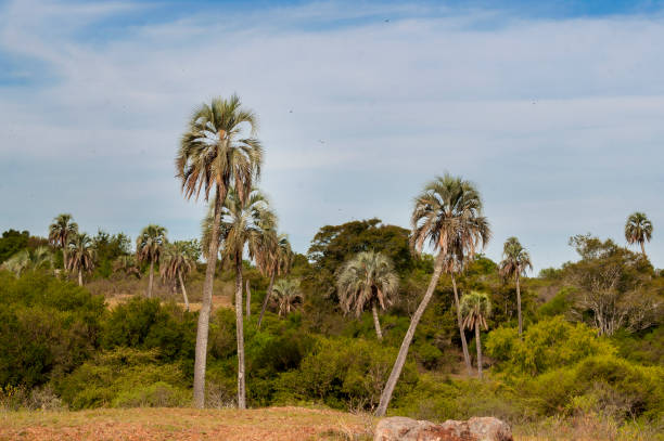 istock Palmera Yatay Butia yatay 937107112